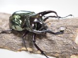 ■ミンダナオアトラスオオカブトムシ 幼虫 10匹
