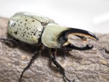 ■グラントシロカブトムシ ♂72mm♀50mmペア(4)