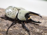 ■グラントシロカブトムシ ♂70mm♀49mmペア(1)