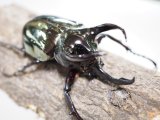 ■ミンダナオアトラスオオカブトムシ ♂88mm