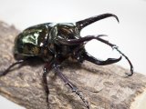 ■ミンダナオアトラスオオカブトムシ ♂92mm(3)