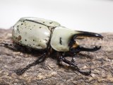 ■グラントシロカブトムシ ♂70mm♀52mmペア(2)