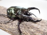 ■ミンダナオアトラスオオカブトムシ ♂93mm(4)