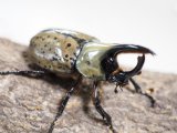 ■グラントシロカブトムシ ♂67mm♀51mmペア(6)