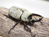 ■グラントシロカブトムシ ♂70mm♀51mmペア(7)