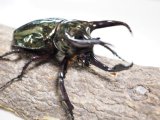 ■ミンダナオアトラスオオカブトムシ ♂93mm(5)