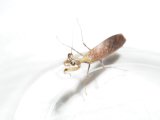 ■ヒメカマキリ　