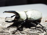 ■グラントシロカブトムシ ♂70mm♀51mmペア(9)