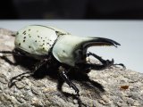 ■グラントシロカブトムシ ♂70mm♀50mmペア(8)