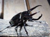 ■ミンダナオアトラスオオカブトムシ ♂90mm(1)