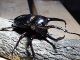 ■ミンダナオアトラスオオカブトムシ ♂93mm(2)