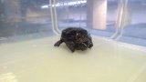 ■トウブドロガメ No.2