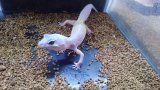 ■ヒョウモントカゲモドキ　　　　　●品種　ブリザード