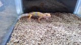 ■ヒョウモントカゲモドキ　　　　　●品種　アルビノ No.1 