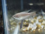 ■タイワン金魚　MＬサイズ　1匹
