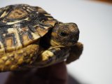 ■ヒョウモンリクガメ　No.4