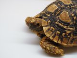■ヒョウモンリクガメ　No.5