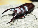 ■ヤエヤマノコギリクワガタ ♂48mmペア
