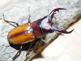 ■オキノエラブノコギリクワガタ ♂59mmペア