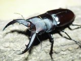 ■クメジマノコギリクワガタ ♂60mmペア