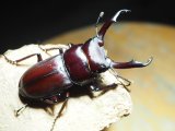 ■ハチジョウコクワガタ　♂40UPペア