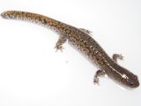 ■ヒダサンショウウオ 成体ペア