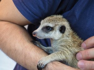 画像4: baby■ミーアキャット　暫定、女の子