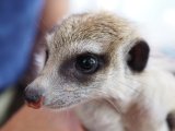 baby■ミーアキャット　暫定、女の子