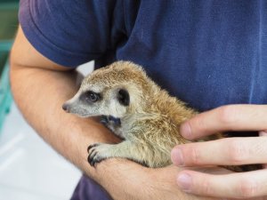 画像3: baby■ミーアキャット　暫定、女の子