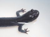 ■イシヅチサンショウウオ　メス