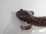 ■コガタブチサンショウウオ