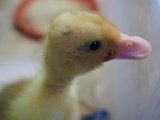 雛■コールダック　2018年6月生まれ　