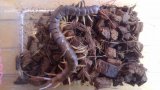 ■ベトナムオオムカデ