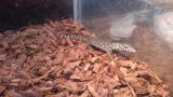 ■ナイルモニター