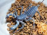 ■アマミサソリモドキ　Lサイズ