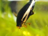■オキナワスジゲンゴロウ　ペア