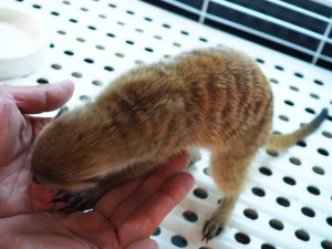 画像5: 期間限定セール！！20％OFF　　　■ミーアキャット baby暫定 女の子(2)