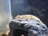 ■ソウゲンカナヘビ　　　　　　　　　(アルガタステップランナー)