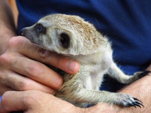 画像6: baby■ミーアキャット　暫定、女の子