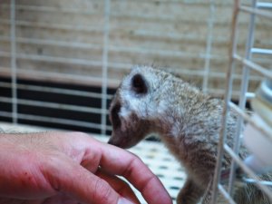 画像3: 期間限定セール！！20％OFF　　　■ミーアキャット baby暫定 男の子