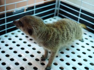 画像6: 期間限定セール！！20％OFF　　　■ミーアキャット baby暫定 女の子(2)