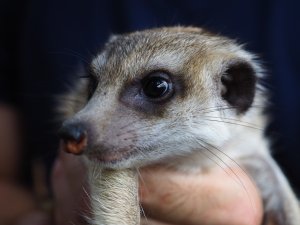 画像4: baby■ミーアキャット　暫定、女の子