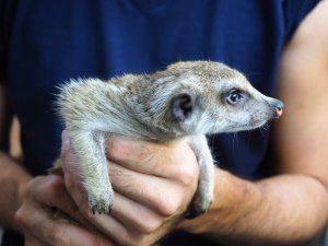 画像3: baby■ミーアキャット　暫定、女の子