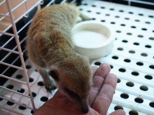 画像3: 期間限定セール！！20％OFF　　　■ミーアキャット baby暫定 女の子(2)