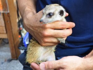 画像5: baby■ミーアキャット　暫定、女の子