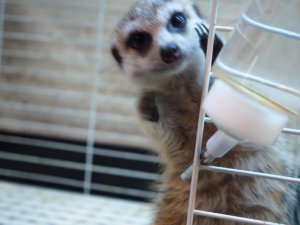 画像6: 期間限定セール！！20％OFF　　　■ミーアキャット baby暫定 男の子