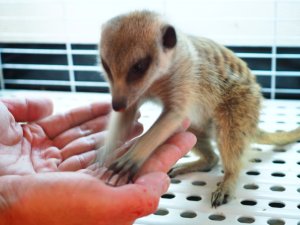 画像4: 期間限定セール！！20％OFF　　　■ミーアキャット baby暫定 女の子(2)