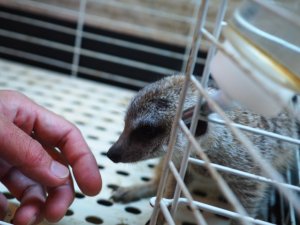 画像4: 期間限定セール！！20％OFF　　　■ミーアキャット baby暫定 男の子