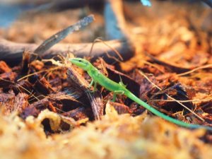 画像1: ■サキシマカナヘビ　baby