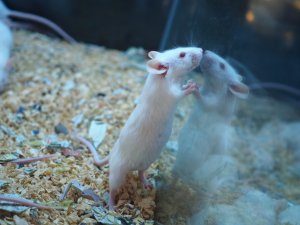 画像3: ■活マウス　繁殖用ペア